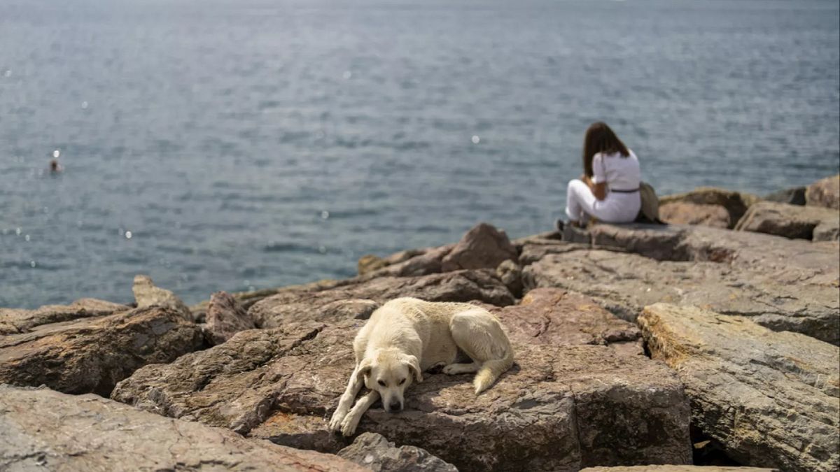 FILE - A stray dog rests at Kadikoy sea promenade in Istanbul, Turkey, Saturday, July 6, 2024.