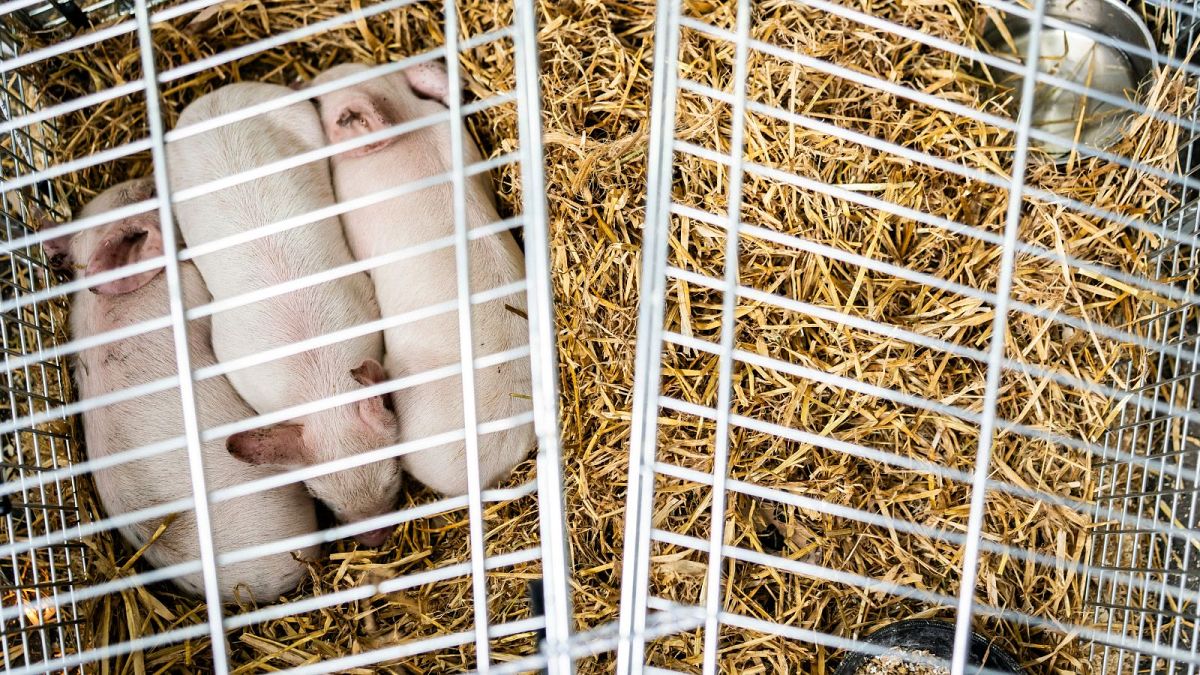 The piglets were being denied food and water and would have been allowed to starve to death.