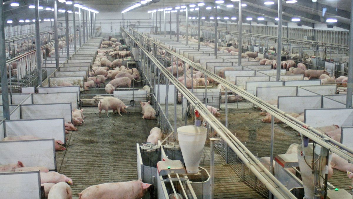 residents too afraid to drink water from their local wells or open their windows for fear of the stench of nearby livestock operations.