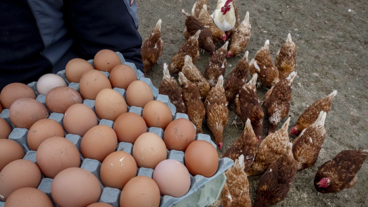 A farmer displays eggs from his chickens in Wehrheim near Frankfurt, Germany, Wednesday, March 26, 2025.