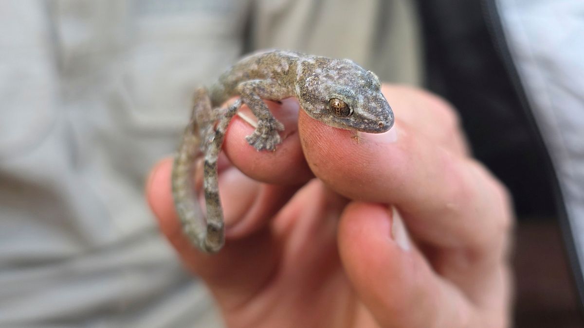 'Verlorene' Gecko -Arten, die nach mehr als 30 Jahren in Südafrika ausgestorben sind