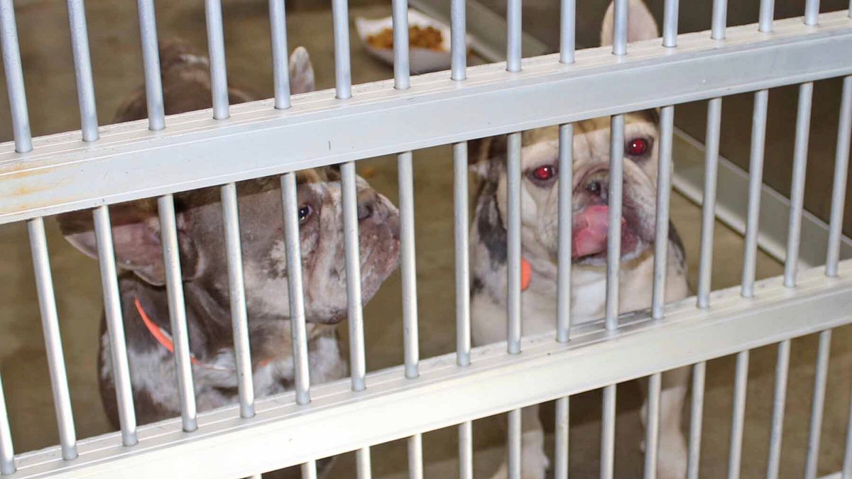 EU Pet Protection Plan bellt einen falschen Baum, die Abgeordneten und die NGO