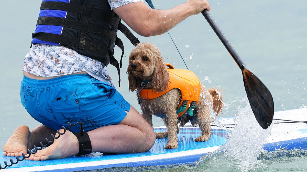 Alles ist pawesome: 2025 UK Dog Surfing Championship in Bildern