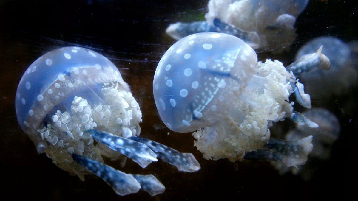 Qualle Force -Schließung des Frankreichs Kravrainer -Kernkraftwerk nach dem Verstopfen des Kühlsystems