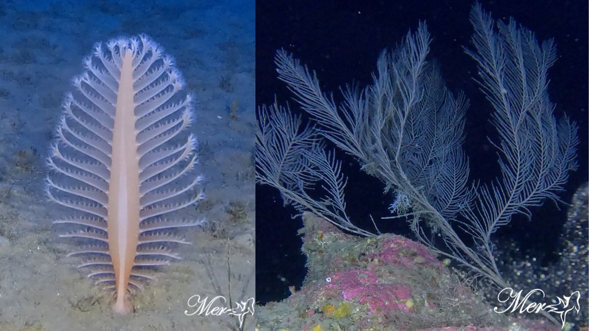 Neue Meeresumfrage zeigt fragile Ökosysteme aus Zypern, die durch menschliche Aktivität bedroht sind