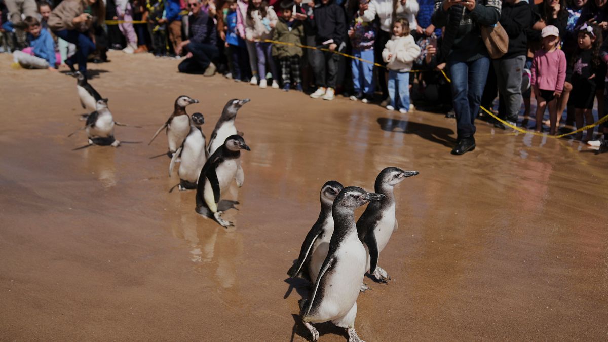 Neun magellanische Pinguine, die nach der Rehabilitation in Uruguay ins Meer entlassen wurden
