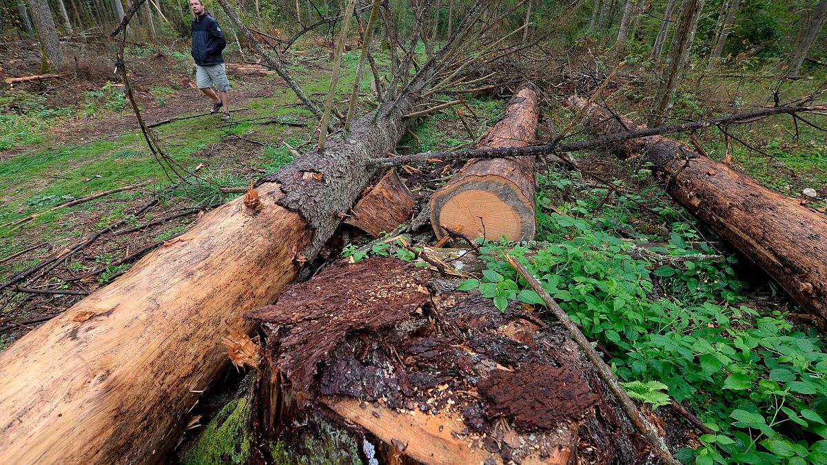 Schweden und Finnland bewegen sich zur Sicherung der Bioenergieproduktion