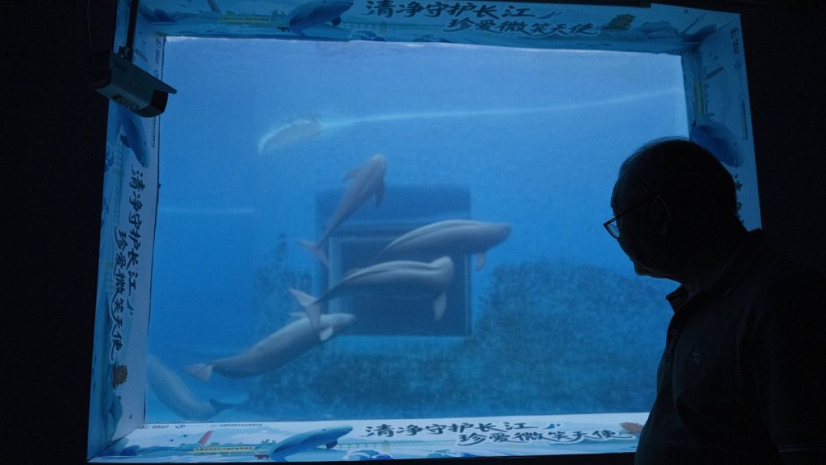 "Verschwinden wie Dominos": Wissenschaftler versuchen, gefährdete Arten im längsten Fluss Chinas zu retten