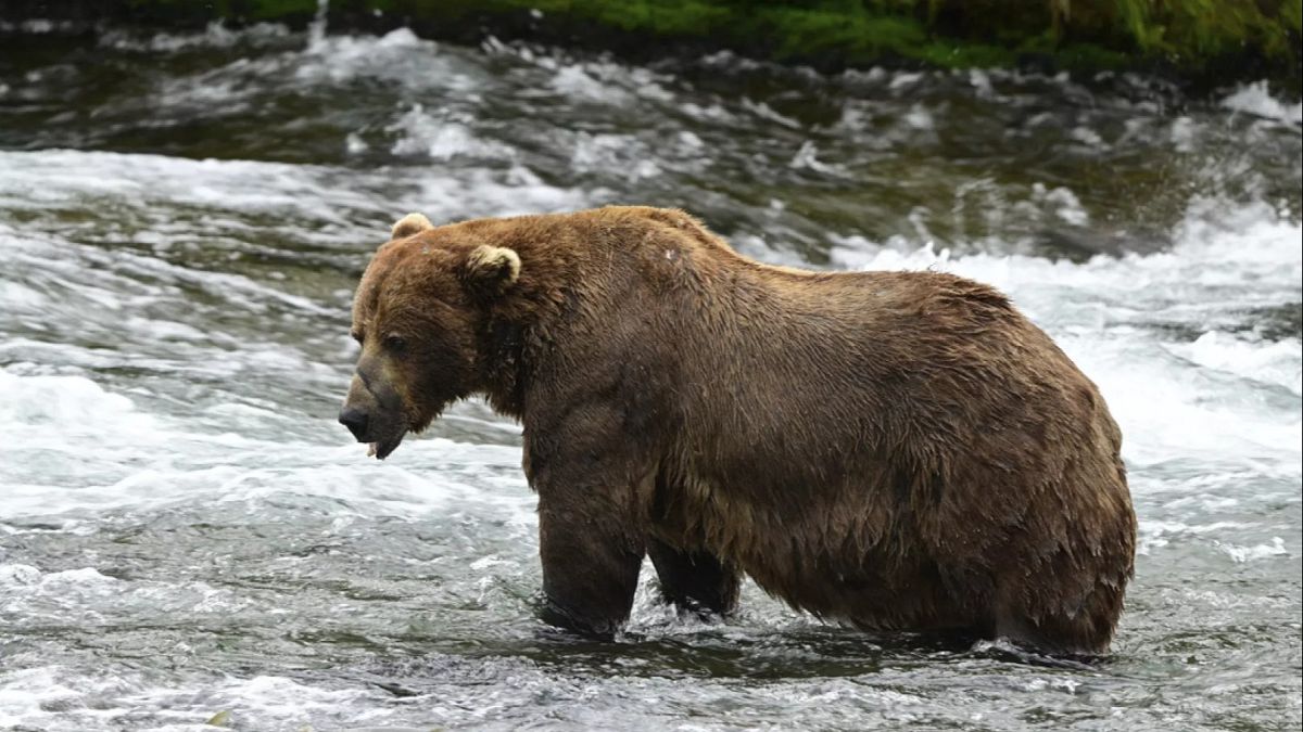 Chunk, ein 540 kg Bär mit einem gebrochenen Kiefer, gewinnt Alaskas beliebter Fat Bear Week -Wettbewerb
