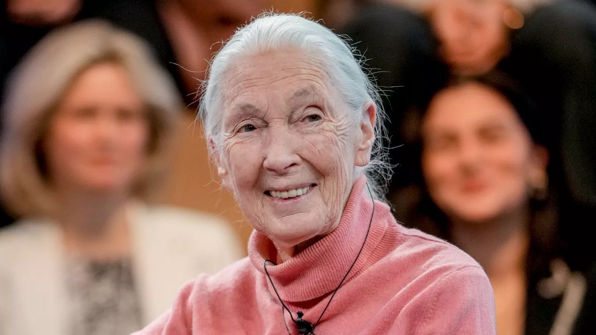 Der Naturschützer und Primatologe Jane Goodall stirbt bei 91, sagt ihr Institut