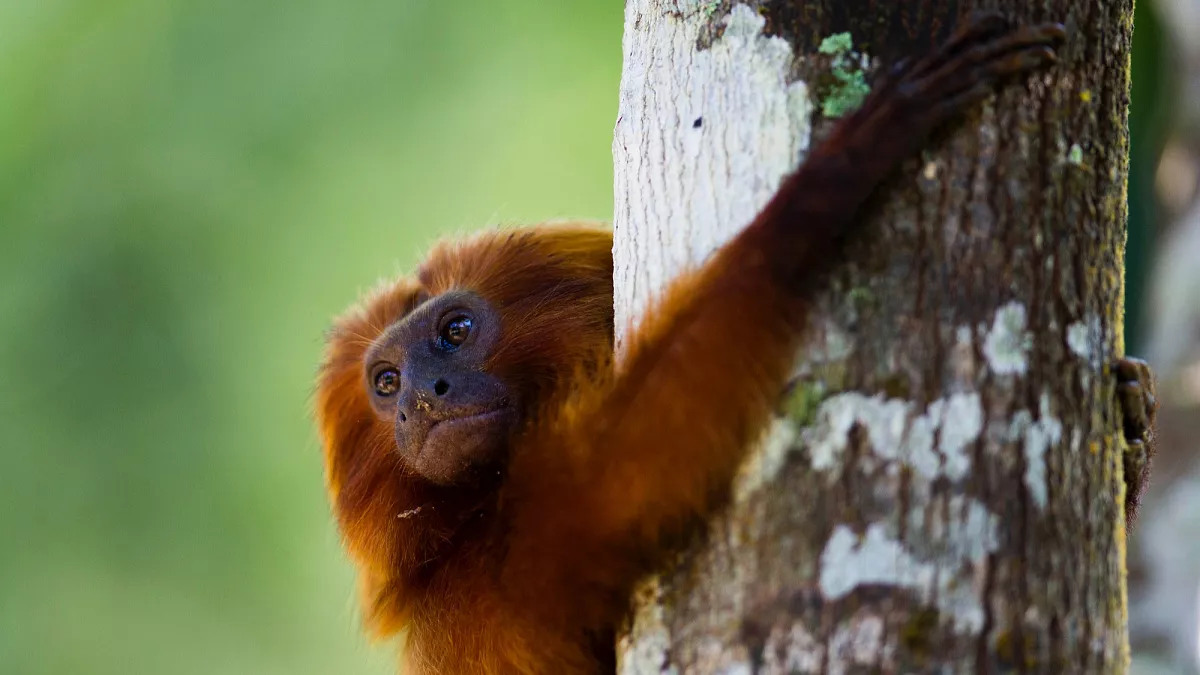 Das Aussterben von Pflanzen und Tieren verlangsamt sich, aber Experten warnen, dass menschliche Aktivitäten immer noch „erhebliche“ Risiken bergen