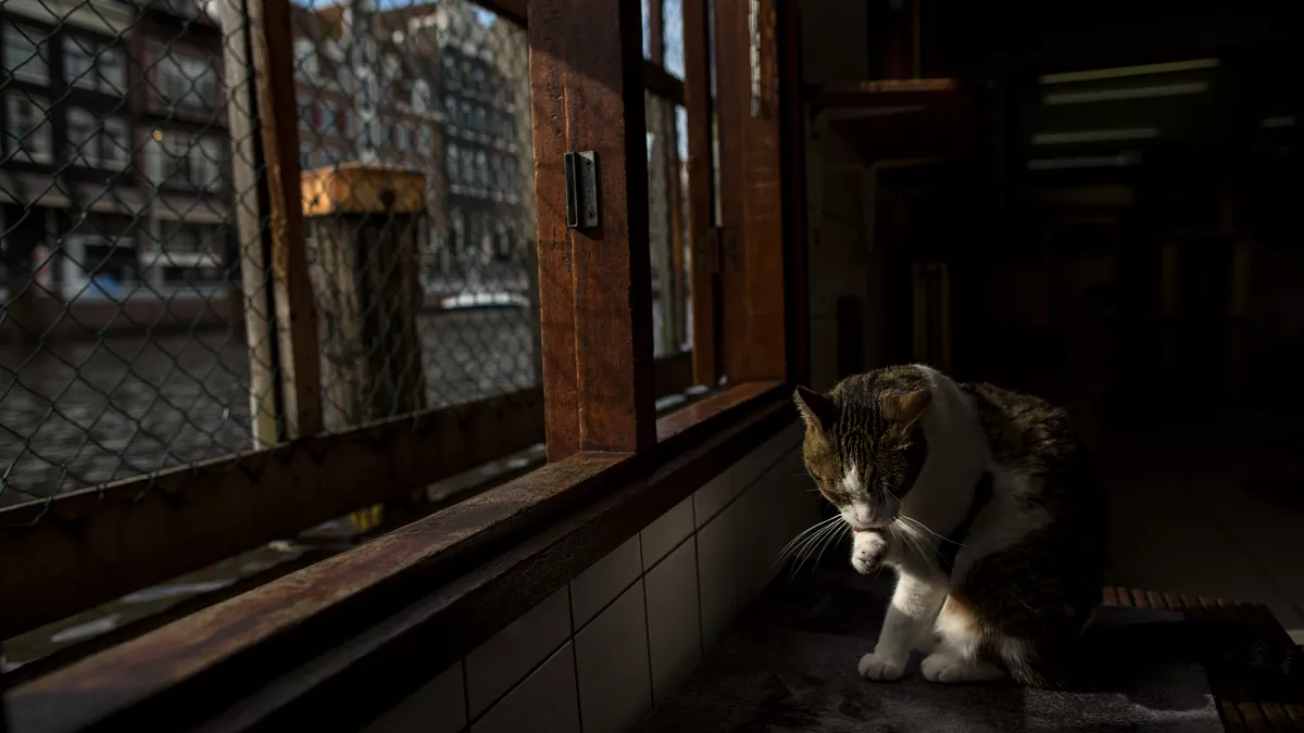 Amsterdam installiert Hunderte winziger Treppen entlang seiner Kanäle, um die Tierwelt zu schützen