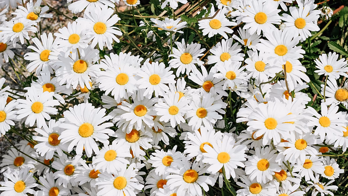 Ein „sichtbares Signal“ für Klimaextreme: Warum unerwartete Wildblumenblüten Besorgnis erregen