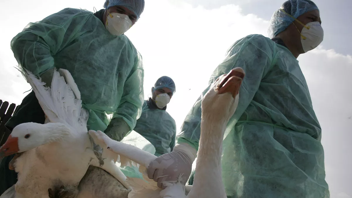 Könnte sich die Vogelgrippe unter Menschen ausbreiten? Wissenschaftler zeigen, wie es passieren könnte