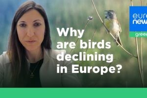 Das Verschwinden der Vögel in Europa ist ein Symptom eines kaputten Ernährungs- und Landwirtschaftssystems