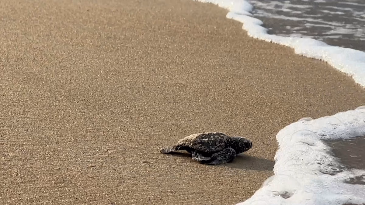 Gabuns kleine Schildkröten wetteifern um ihr Aussterben, da die Mittel für den Schutz versiegen