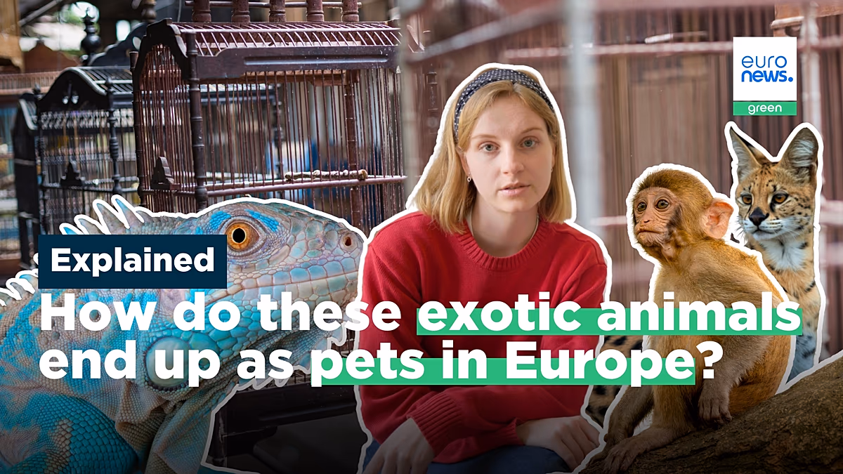 In Gefangenschaft geboren oder aus der Wildnis gestohlen: Wie exotische Tiere in Europa zu Haustieren werden