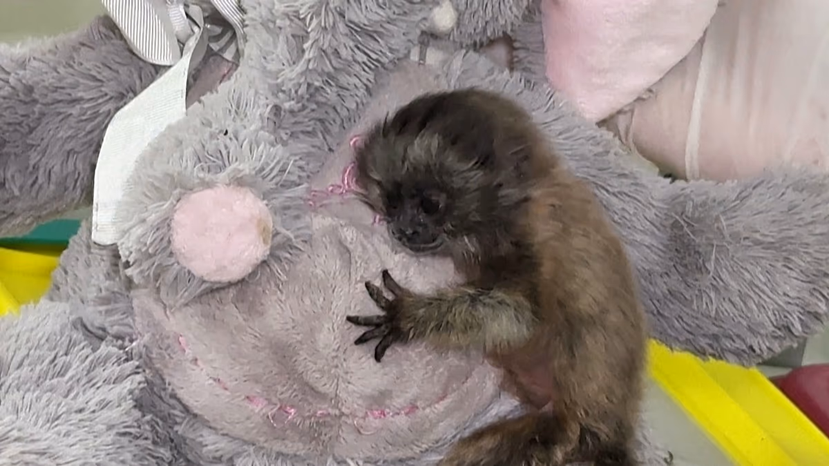 Kolumbien: Grauer Springaffenbaby bekommt vor seiner Rückkehr in die Wildnis eine kuschelige „Mama“.