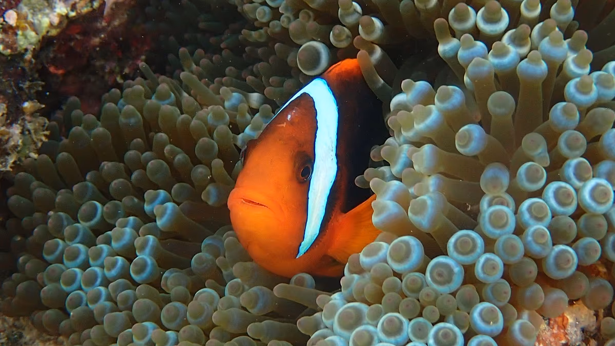 Nemo finden, Streifen verlieren: Baby-Clownfische werfen Gitterstäbe ab, um ihren sozialen Rang zu sichern