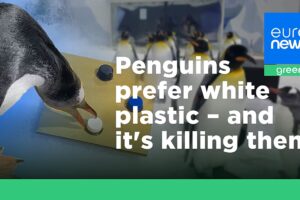 Pinguine nehmen besorgniserregende Mengen weißen Plastiks auf. Könnte ein Farbwechsel sie schützen?