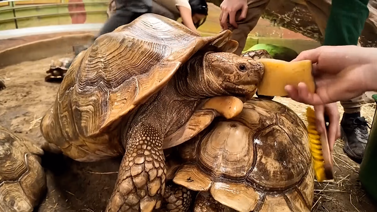 Ungarn: Wellnesstag für gefährdete Landschildkröten im Nyíregyháza Zoo