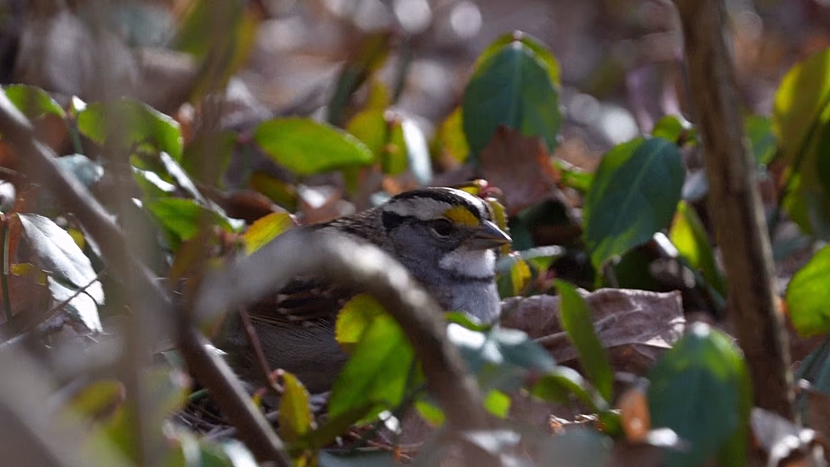 Vogelpopulationen schrumpfen angesichts des Klimawandels und der Landwirtschaft immer schneller – US-Studie