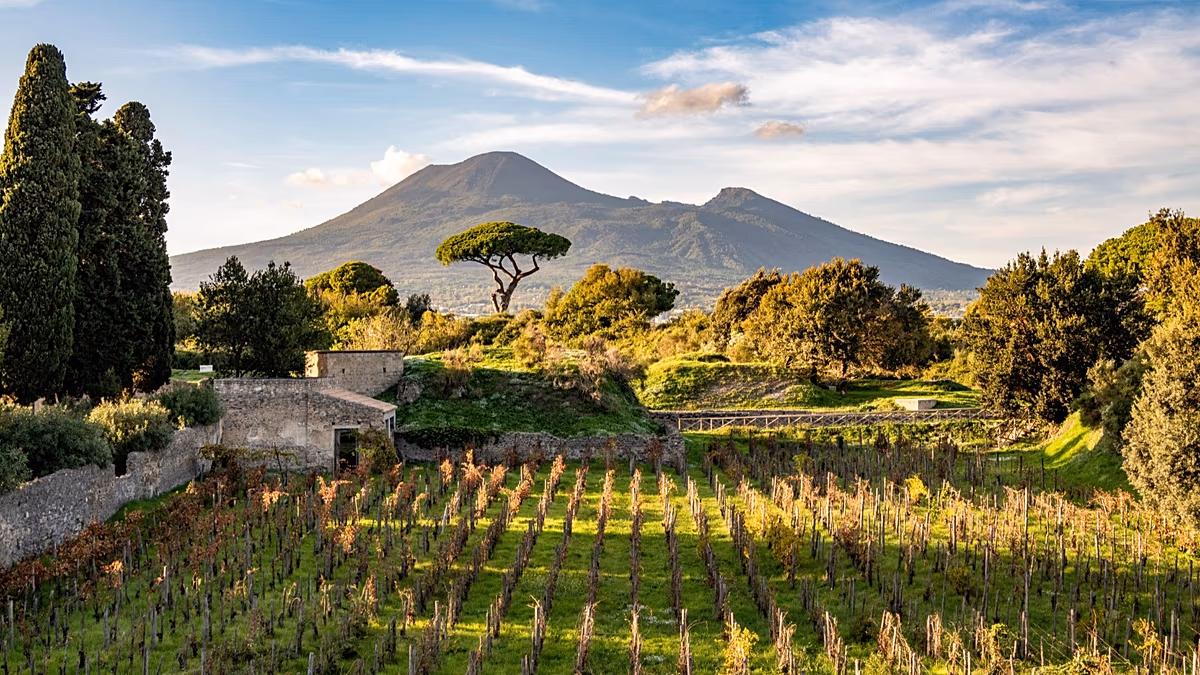 Vom Alten zum Neuen: Das Pompeji-Projekt lässt alte Weinbautradition wieder aufleben
