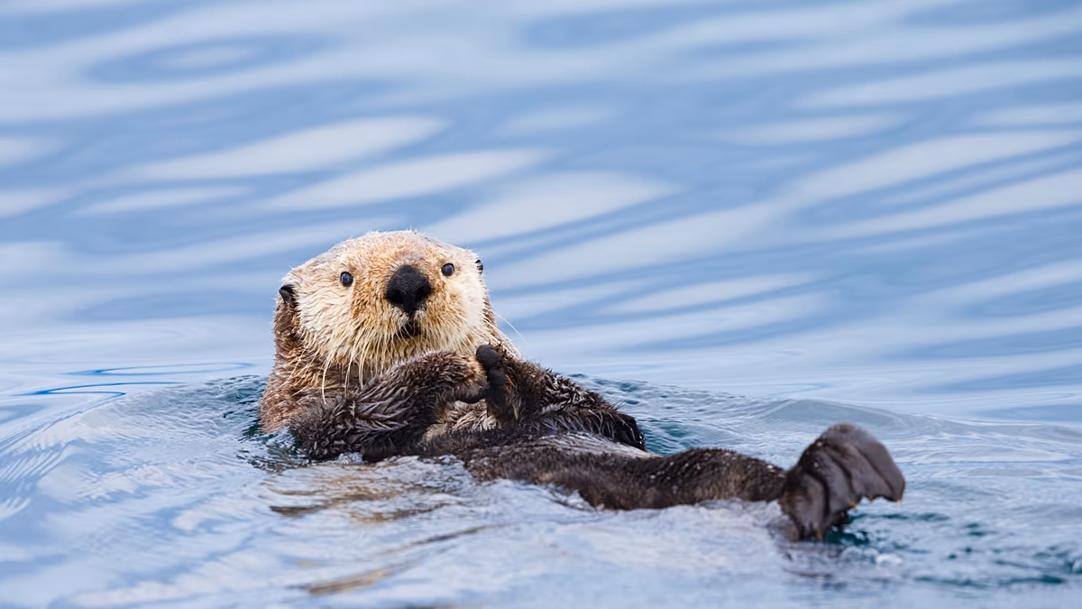 „Die biologische Vielfalt in unsere Hände legen“: Die britische Tierwelt wird bald auf Banknoten gefeiert