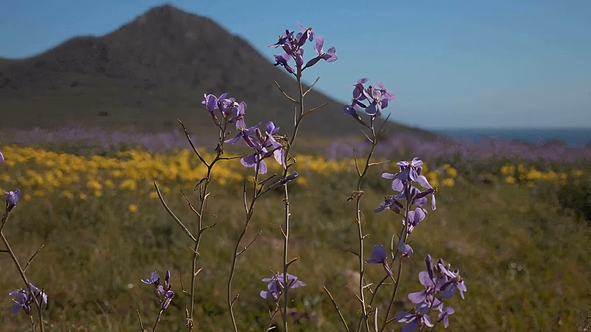 „Ein Fest für die Käfer“: Nach den Rekordniederschlägen in Südspanien erstrahlen die Blumen in voller Farbe