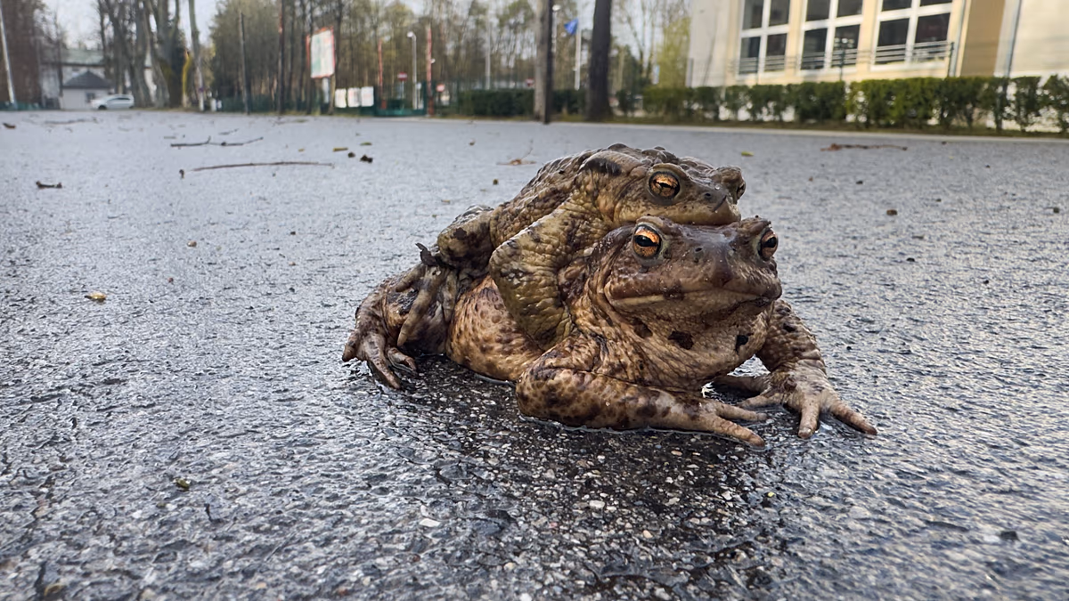 Polen: "Froschpatrouille" rettet Tausende von Amphibien während der Migration