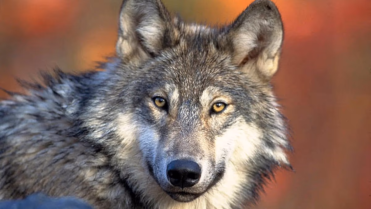 Wolf beißt Frau im Hamburger Einkaufsviertel – Deutschlands erster Angriff seit Jahrzehnten
