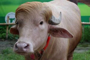 Bangladesch: Albino-Büffel mit dem Spitznamen „Donald Trump“ wird zu einer unwahrscheinlichen Hauptattraktion Ein Albino-Büffel mit dem Spitznamen „Donald Trump“ zieht vor Eid al-Adha in der Nähe von Dhaka große Menschenmengen an, da Besucher strömen, um sein seltenes blondes Fell zu sehen. 21.05.2026