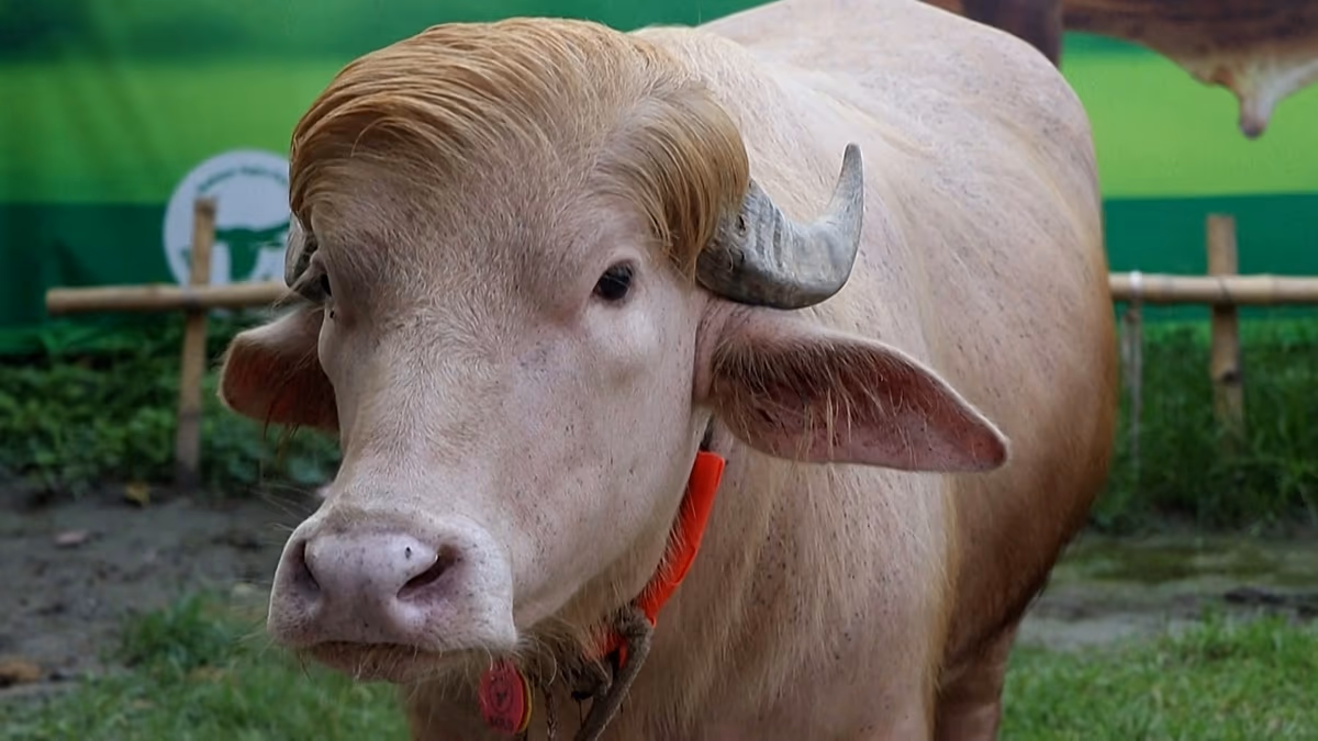 Bangladesch: Albino-Büffel mit dem Spitznamen „Donald Trump“ wird zu einer unwahrscheinlichen Hauptattraktion Ein Albino-Büffel mit dem Spitznamen „Donald Trump“ zieht vor Eid al-Adha in der Nähe von Dhaka große Menschenmengen an, da Besucher strömen, um sein seltenes blondes Fell zu sehen. 21.05.2026