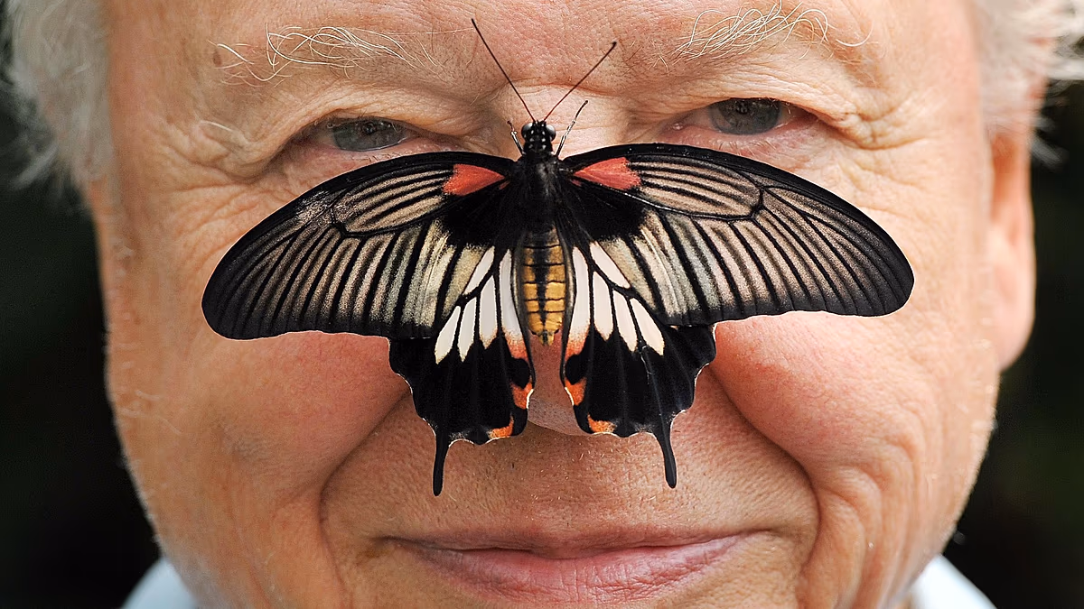 Ein Leben in Bildern: Sir David Attenborough feiert seinen 100. Geburtstag