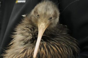 Kiwivögel kehren nach einem Jahrhundert Abwesenheit in die Hauptstadt Neuseelands zurück