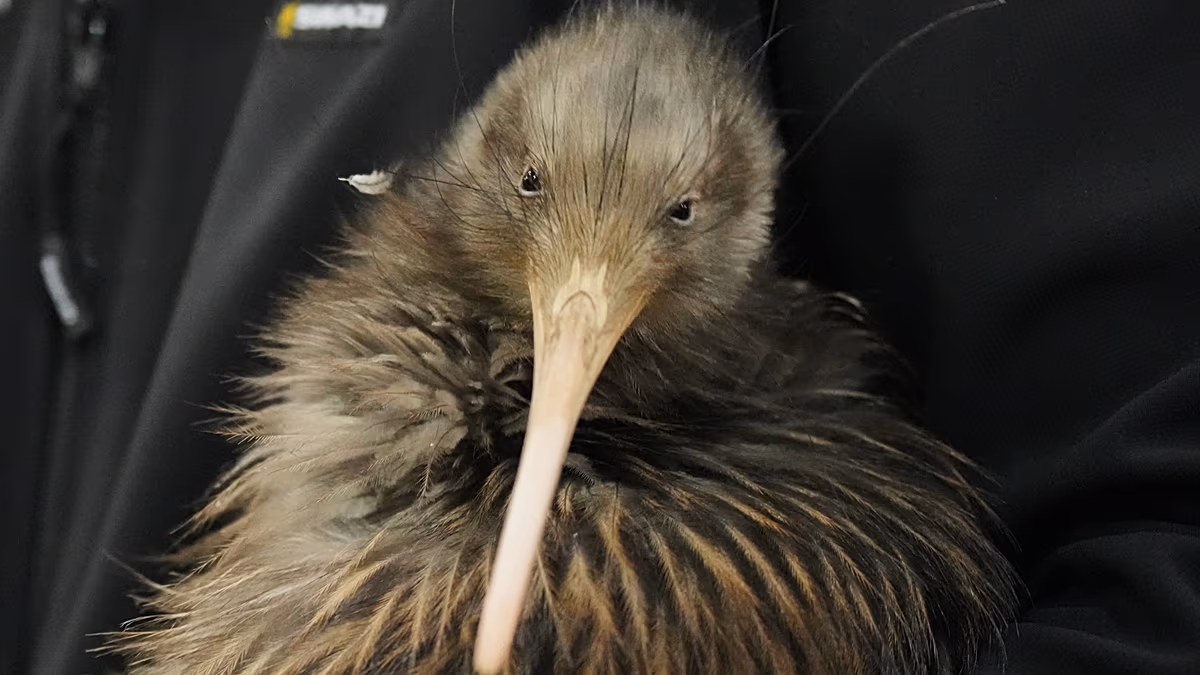 Kiwivögel kehren nach einem Jahrhundert Abwesenheit in die Hauptstadt Neuseelands zurück