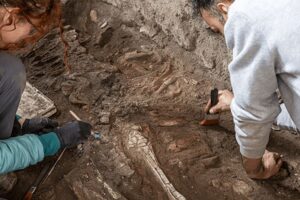 Ausgrabungen in Pompeji enthüllen Equidenskelett im Haus der keuschen Liebhaber