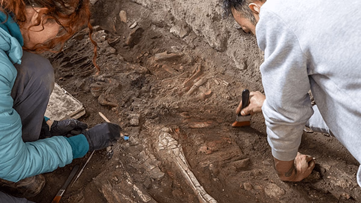 Ausgrabungen in Pompeji enthüllen Equidenskelett im Haus der keuschen Liebhaber
