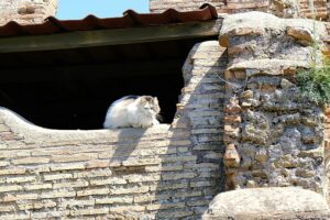 Besuchen Sie die Katzen Roms auf dieser neuen Lauftour durch die Ewige Stadt