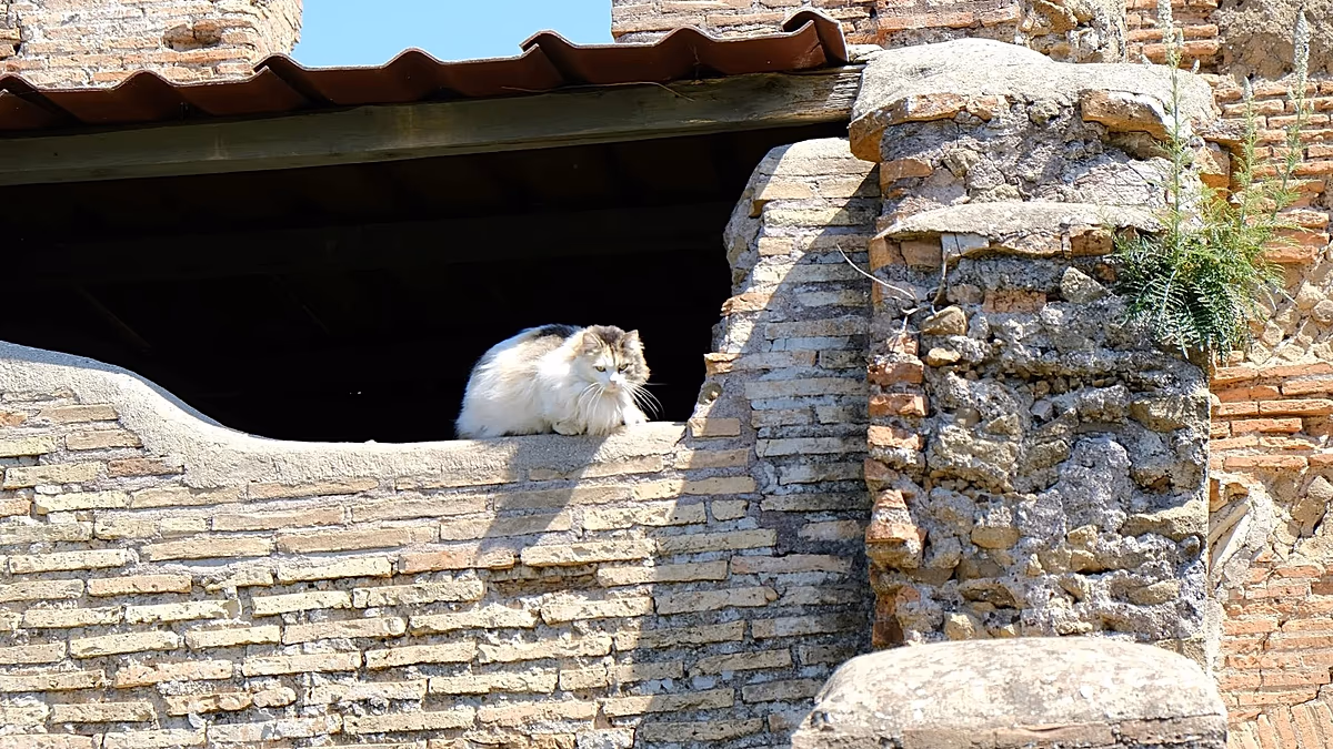 Besuchen Sie die Katzen Roms auf dieser neuen Lauftour durch die Ewige Stadt