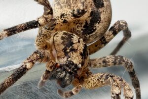Nosferatu-Spinnen breiten sich in Deutschland aus: Was tun, wenn man gebissen wird?