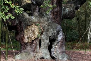 Robin Hoods berühmte 1.200 Jahre alte Eiche im Sherwood Forest wurde für tot erklärt