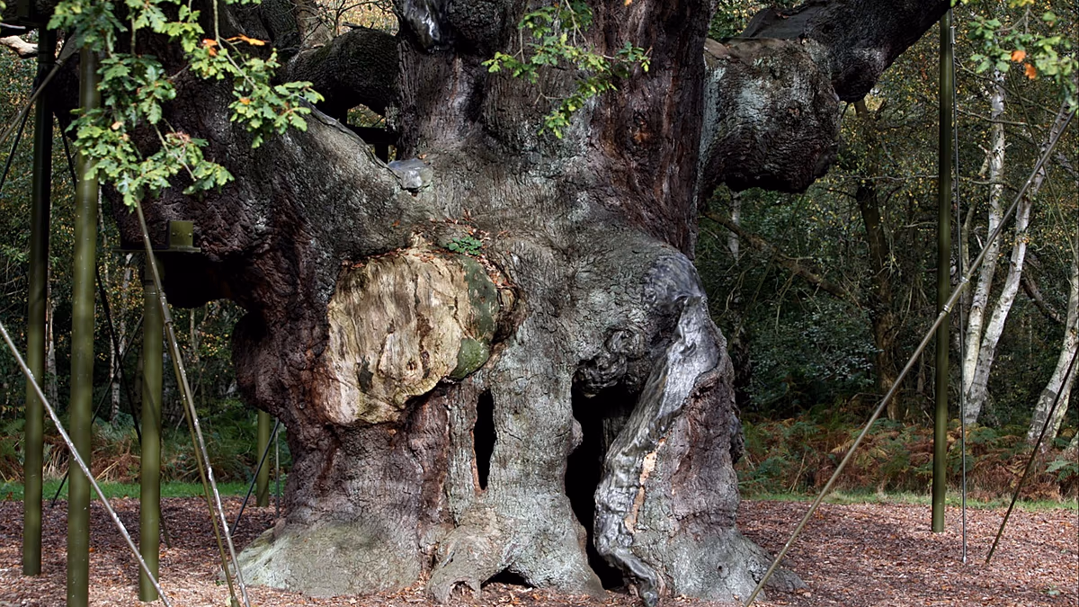 Robin Hoods berühmte 1.200 Jahre alte Eiche im Sherwood Forest wurde für tot erklärt