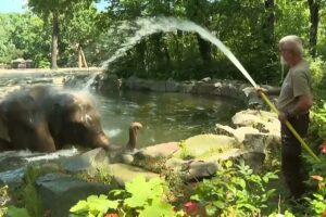 Während Europa brennt, kühlen sich Elefanten und Bären im Berliner Zoo ab Der Berliner Zoo nutzt „Eisbomben“ und Wasserduschen, um Bären und Elefanten beim Abkühlen zu helfen, da Europa an diesem Wochenende einer heftigen Hitzewelle ausgesetzt ist. 19.06.2026