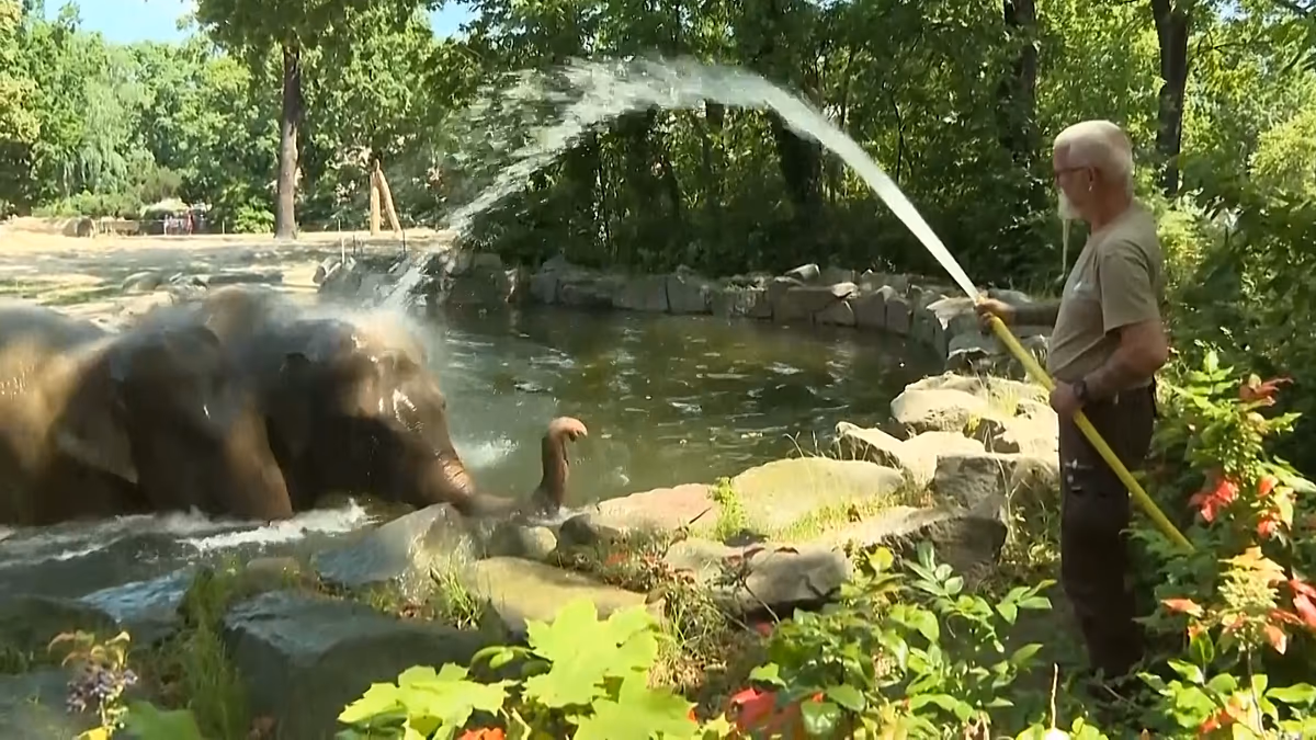Während Europa brennt, kühlen sich Elefanten und Bären im Berliner Zoo ab Der Berliner Zoo nutzt „Eisbomben“ und Wasserduschen, um Bären und Elefanten beim Abkühlen zu helfen, da Europa an diesem Wochenende einer heftigen Hitzewelle ausgesetzt ist. 19.06.2026