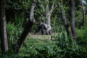 Wie der „Attenborough-Effekt“ ein wachsendes Interesse am Gorilla-Tourismus in Ruanda weckt