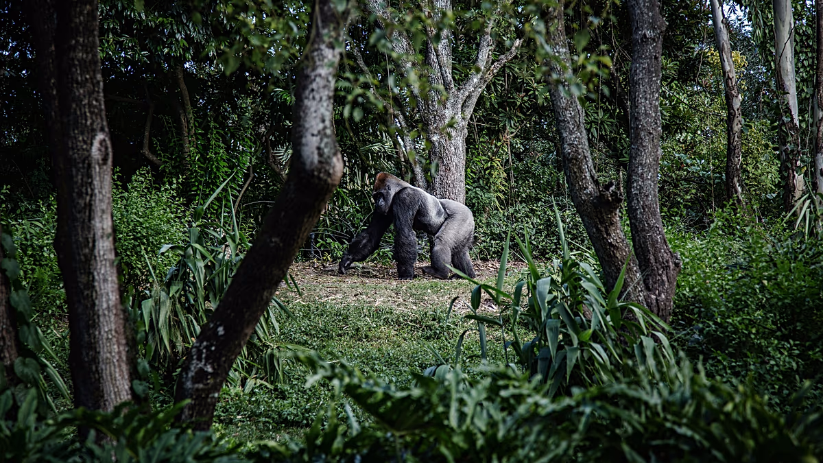 Wie der „Attenborough-Effekt“ ein wachsendes Interesse am Gorilla-Tourismus in Ruanda weckt
