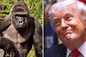 Zehn Jahre nach Gorillas Tod verspottete die Trump-Administration den Harambe-Hommage-Beitrag