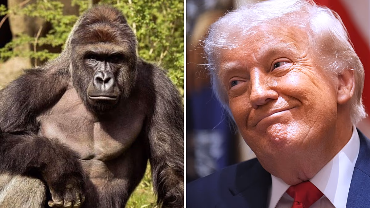 Zehn Jahre nach Gorillas Tod verspottete die Trump-Administration den Harambe-Hommage-Beitrag