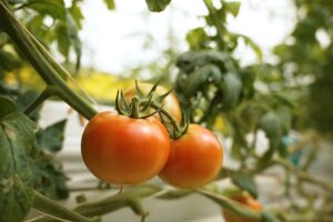 Den Grundstein für den Wandel legen: Katars Ernährungssicherheitsstrategie